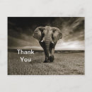 Search for africa thank you cards Wildlife