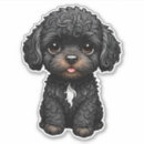 Search for black white cockapoo Puppy