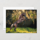 Search for rocky mountain horse Rearing