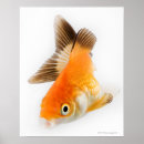 Search for goldfish posters Animal