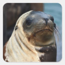 Search for sea lion stickers Ocean