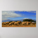 Search for free posters Animals