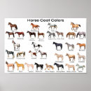 Search for horse posters Equestrian