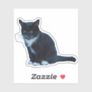 Search for tuxedo stickers Kitten
