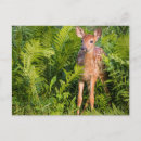 Search for wildlife postcards Mammal