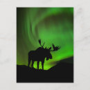 Search for alaska postcards Moose