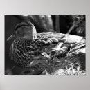 Search for mallard duck painting posters Black and white