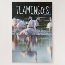 Search for flamingo puzzles Nature