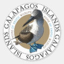 Search for blue footed booby Ecuador