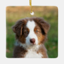 Search for australian shepherd ornaments Aussie