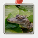 Search for alligator ornaments Animal