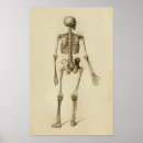 Search for vintage medical skeleton posters Human