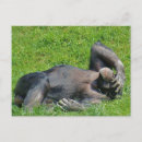 Search for chimpanzee postcards Funny