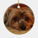 Search for yorkie ornaments Cute