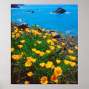 Search for california poppy art Blue