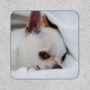 Search for dog patches Animal