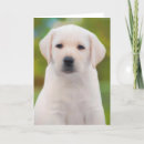 Search for puppy cards Yellow lab