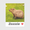 Search for capybara gifts Cute