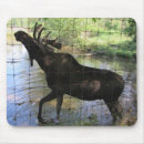 Search for moose mousepads Bull