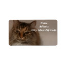Search for calico cat return address labels Cats