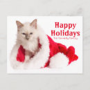 Search for birman cat White background
