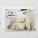 Search for polar bear cards Animal