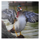 Search for duck tiles Wildlife