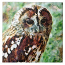 Search for owl tiles Nature