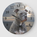 Search for animal clocks Dog