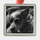 Search for blue heeler ornaments Pet