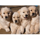 Search for dog photo statuettes Golden