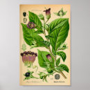 Search for poisonous plants posters Botanical