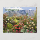 Search for south africa postcards Flowers