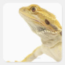Search for bearded dragon stickers Animal