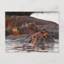 Search for hippo postcards Hippopotamus amphibius