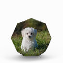 Search for dog awards White
