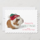 Search for guinea pig christmas cards Animal