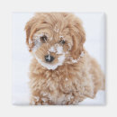 Search for face magnets Pet