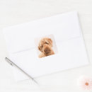 Search for goldendoodle stickers Puppy