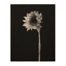 Search for black white sunflower art Floral