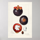 Search for illustration posters Vintage