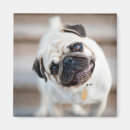 Search for pug magnets Puppy