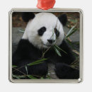 Search for china ornaments Animal