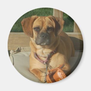 003 Puggle magnet