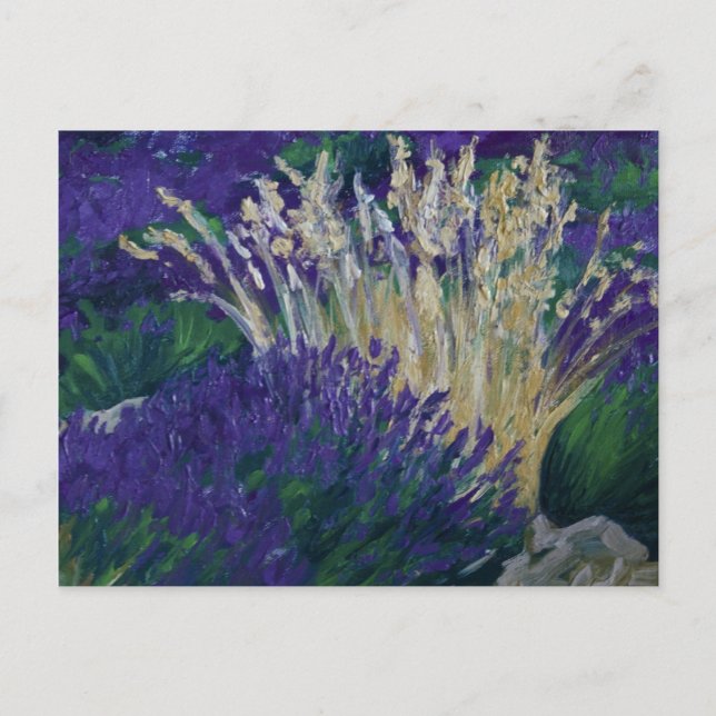 0071-le champ de lavande postcard (Front)