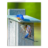 020 Bluebird Nesting Big Card 8.5x11 Matte (Front)