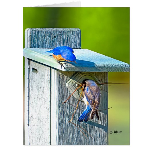020 Bluebird Nesting Big Card 8.5x11 Matte (Front)