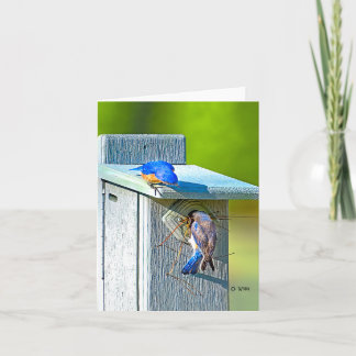 020 Bluebird Nesting Note Card 4.25x5.5 Matte