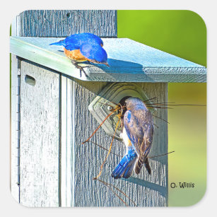 020 Bluebird Nesting Sticker 1.5x1.5 Sheet of 20