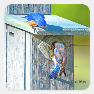 020 Bluebird Nesting Sticker 1.5x1.5 Sheet of 20